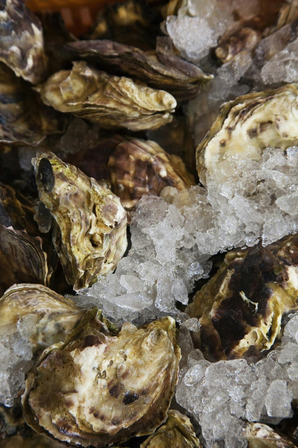 Østers.